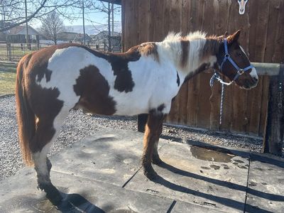 Pasture Pet/Companion