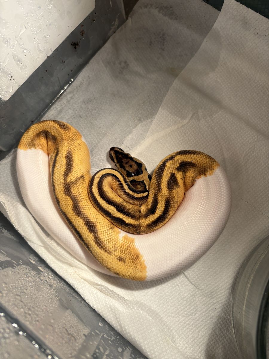 Male ball python
