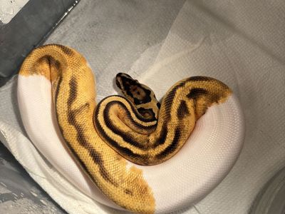 Male ball python