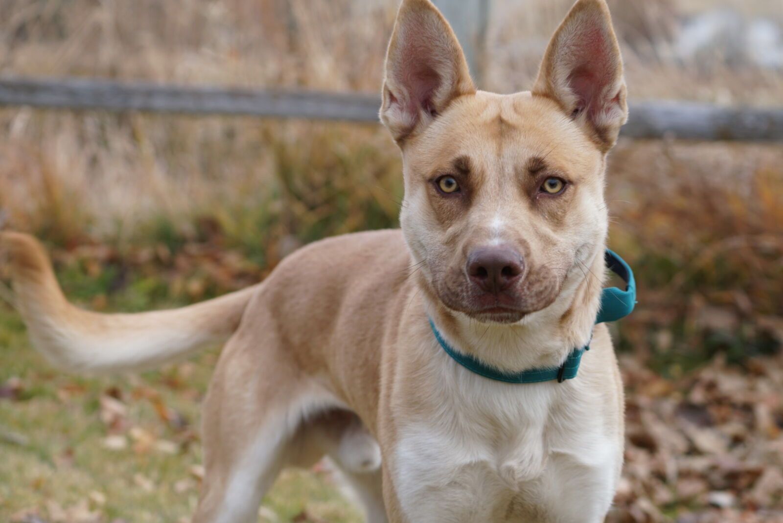 Ross 2 yr old antler search dog Elevated K9 Working Dog Rescue