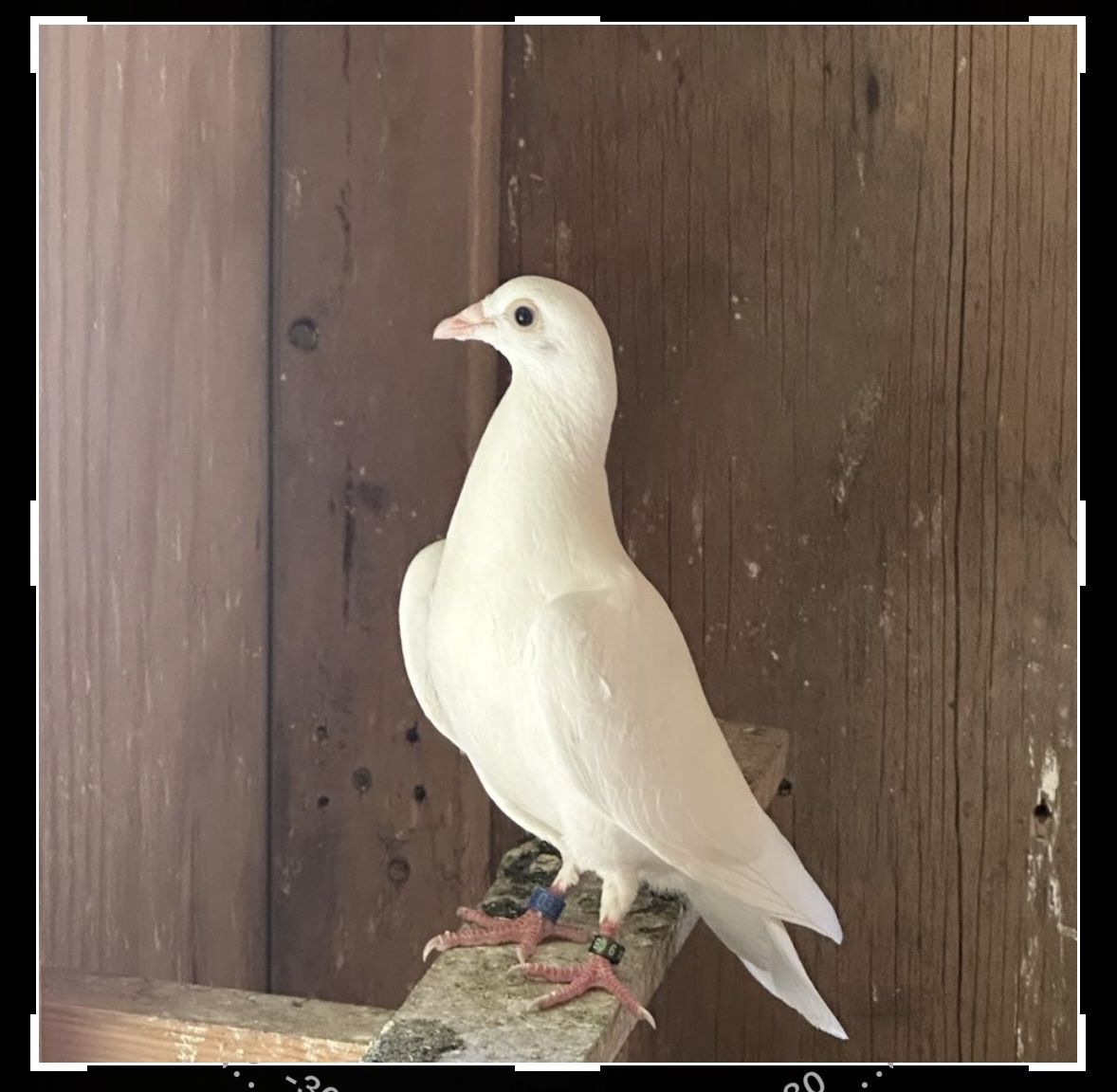 Four Young White Homing Pigeons
