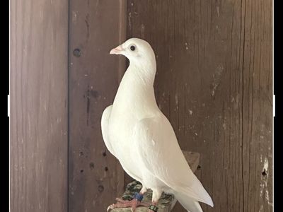 Four Young White Homing Pigeons