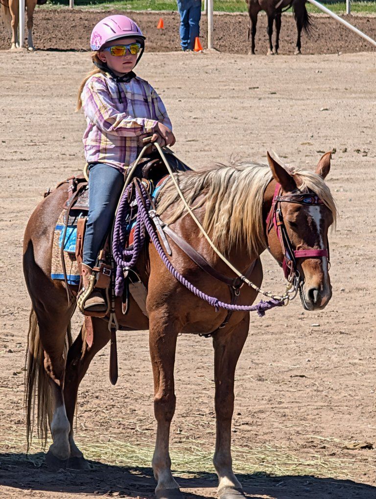 Quarter Horse Pony Mare