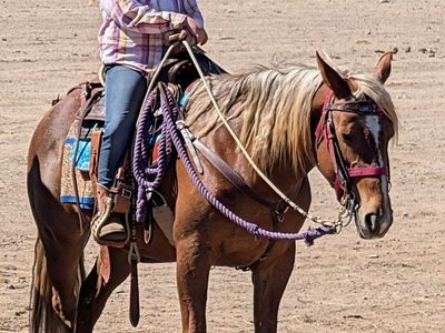 Quarter Horse Pony Mare