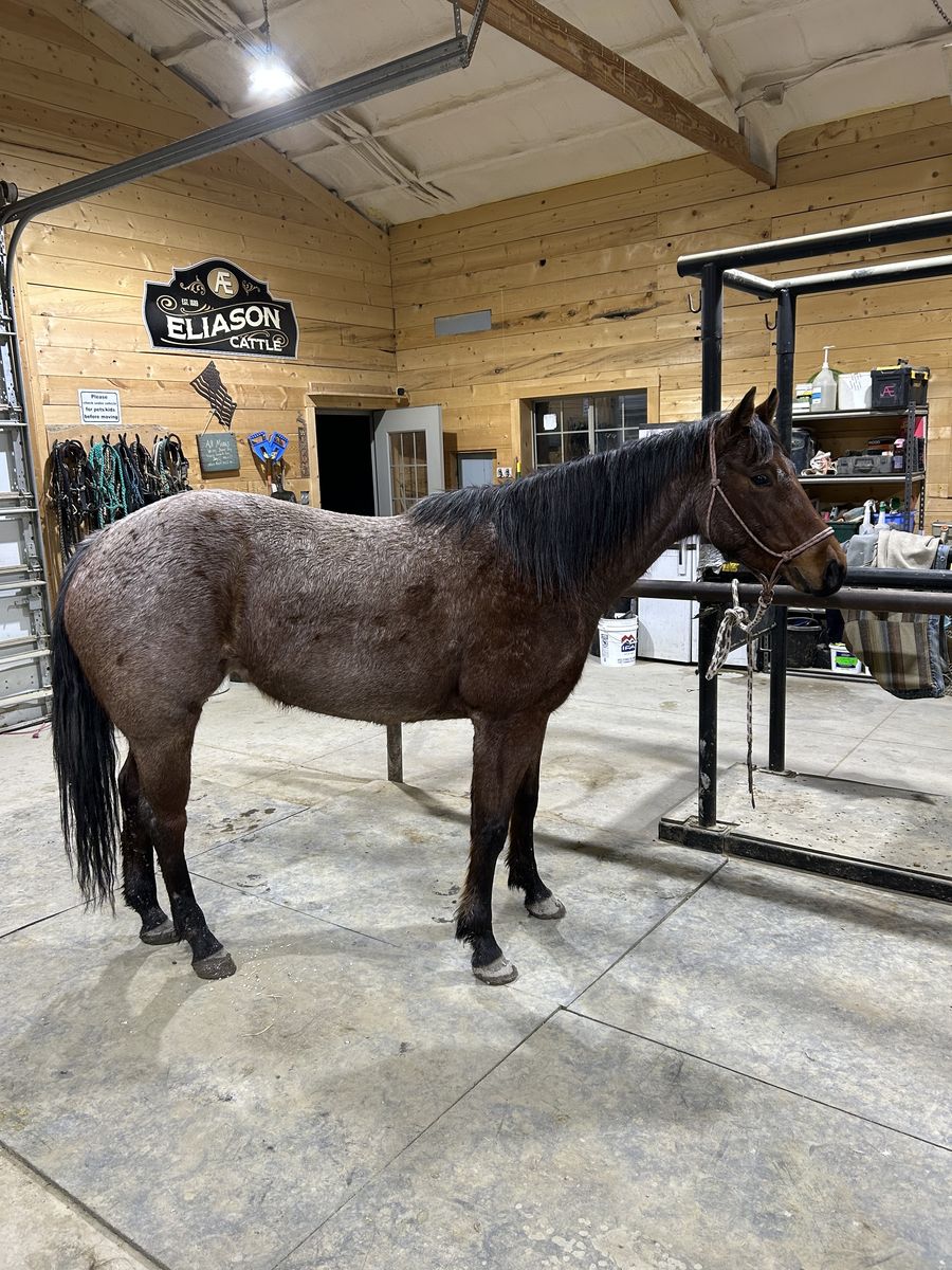 4 Year Old AQHA Mare Riata Buckle Eligible
