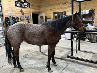 4 Year Old AQHA Mare Riata Buckle Eligible
