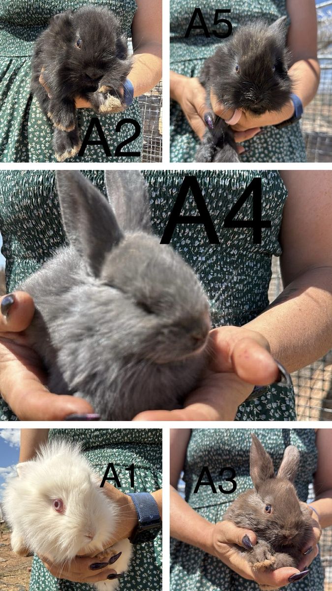 Young Rabbits/bunnies