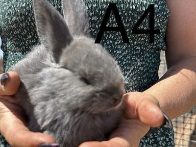 Young Rabbits/bunnies