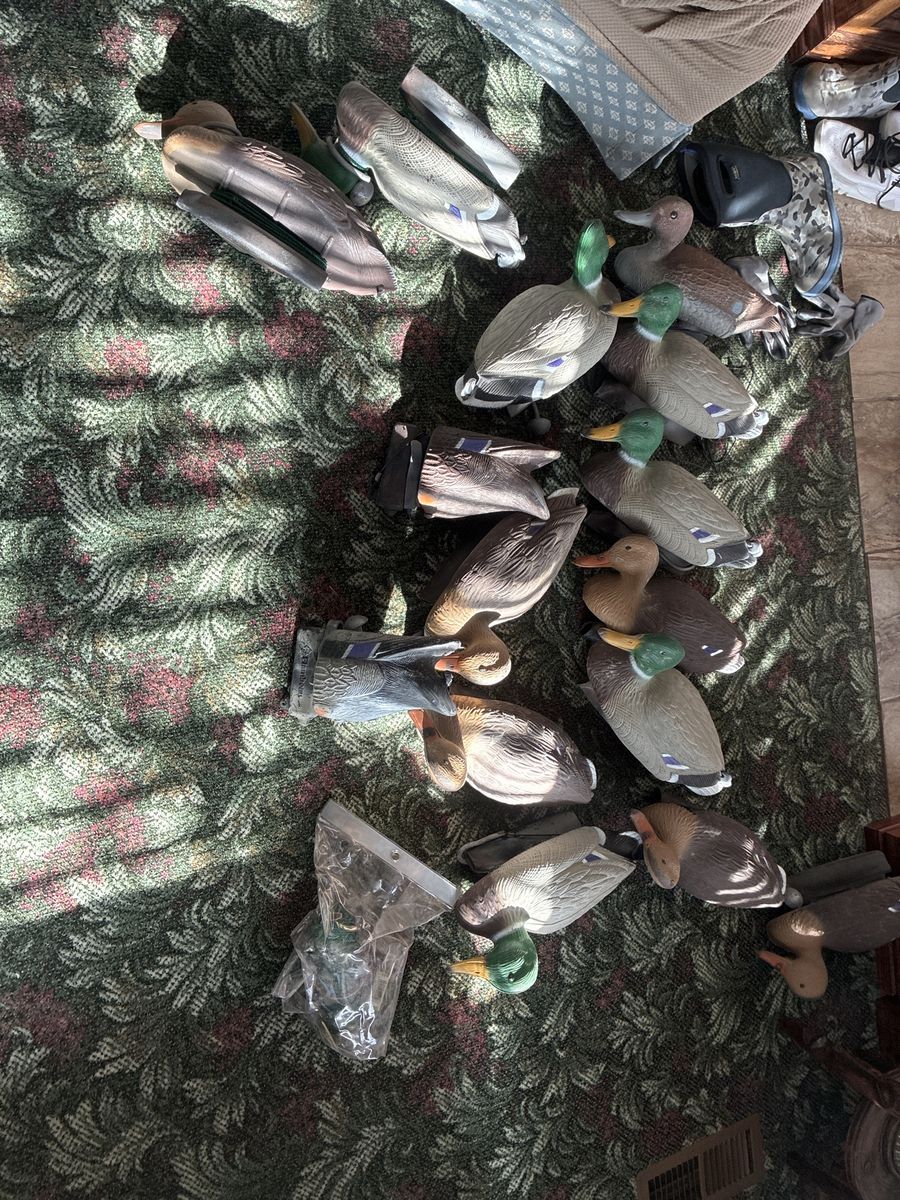 13 weighted decoy ducks 2 butt up motion decoys flambeau good condition