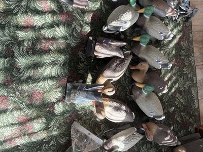 13 weighted decoy ducks 2 butt up motion decoys flambeau good condition