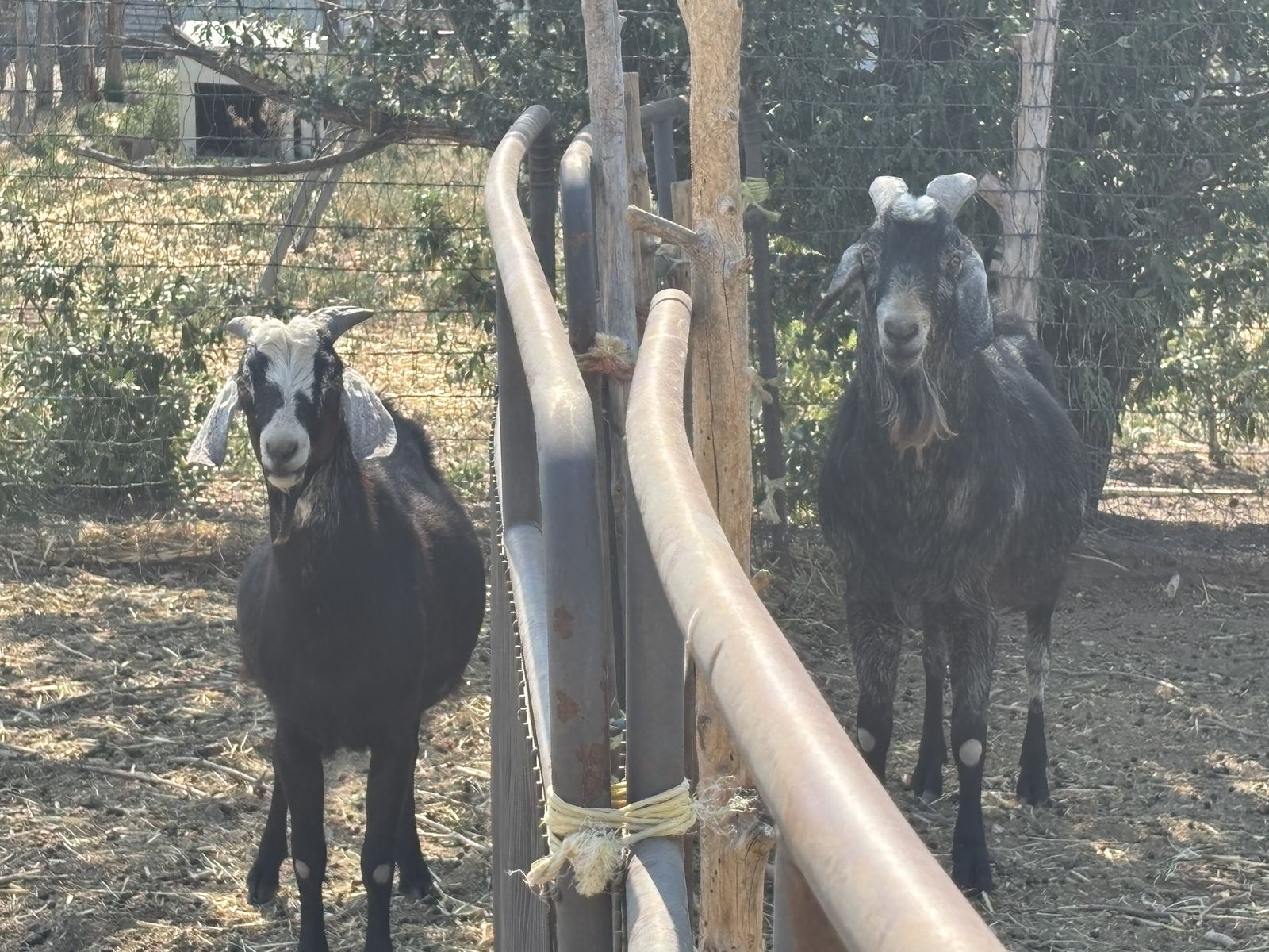 THIS IS YOUR BILLY GOAT!
