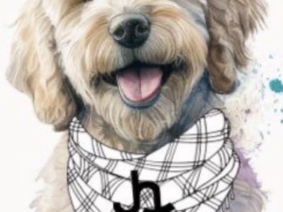 Standard F1 Female Goldendoodle