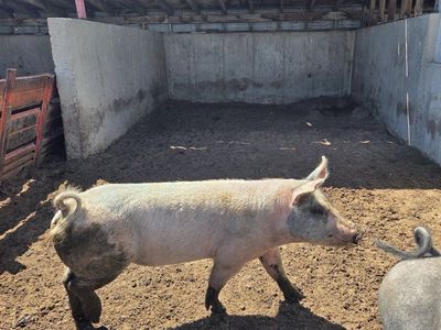 Yorkshire Hampshire cross gilt