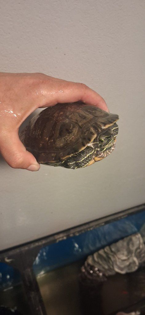 Red-Eared Slider Turtle - Healthy Aquatic Pet for Your Home