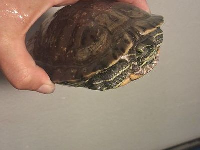 Red-Eared Slider Turtle - Healthy Aquatic Pet for Your Home