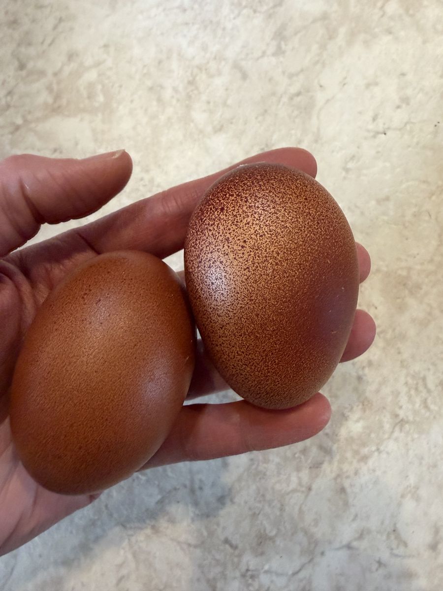 Two older hens with dark eggs