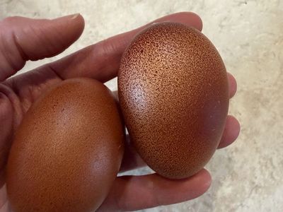 Two older hens with dark eggs