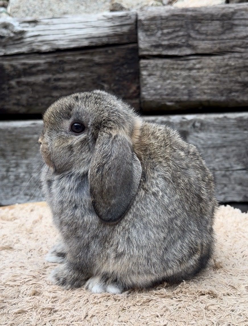 Holland Lop Doe