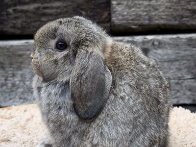 Holland Lop Doe