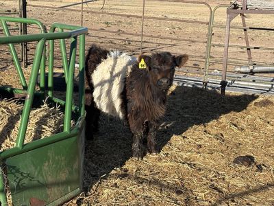 Belted Galloway Steers For Sale