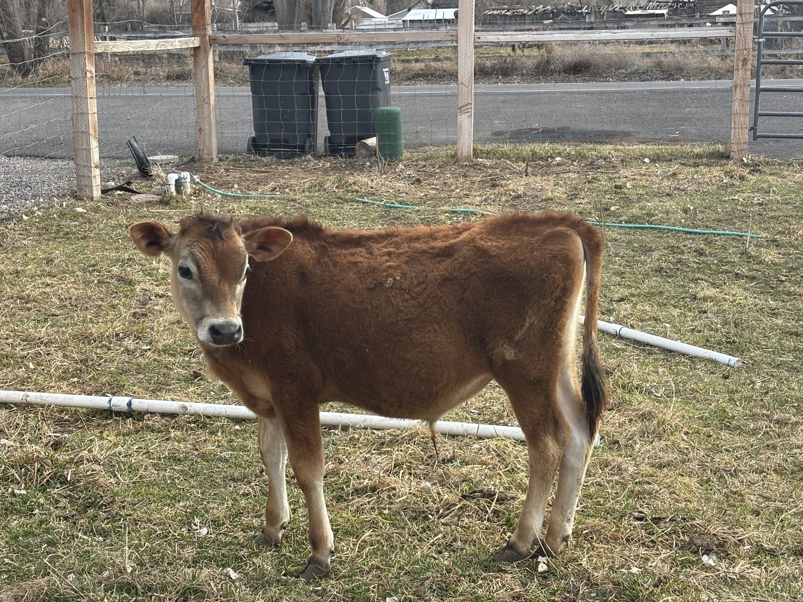 Jersey Steer
