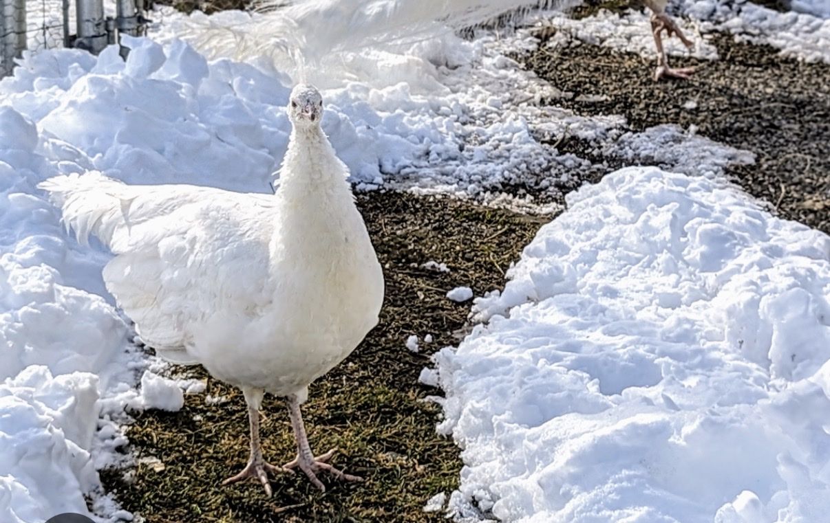 White peacock hen