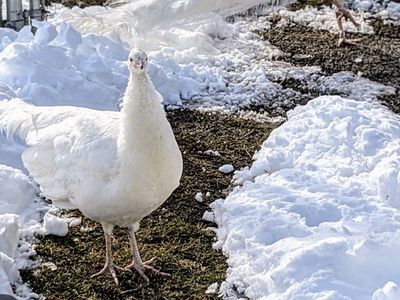 White peacock hen