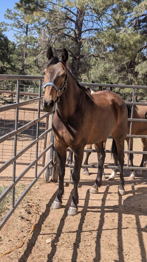 6-Year-Old buckskin gaited mare. well trained.