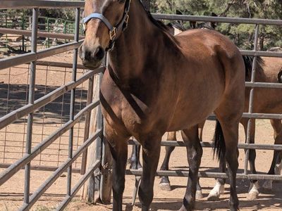 6-Year-Old buckskin gaited mare. well trained.