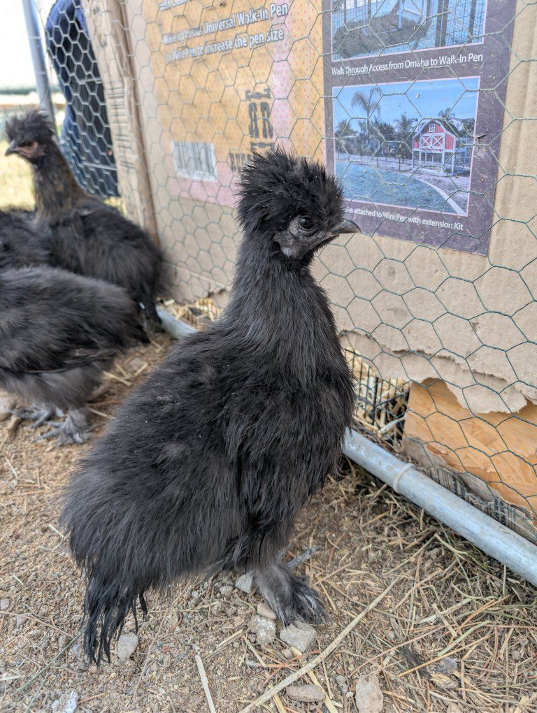 Silkie & Silkie mix chicks
