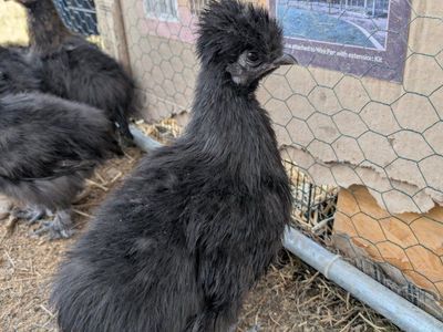 Silkie & Silkie mix chicks