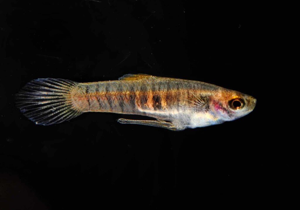 Nano fish Tiger Teddy's