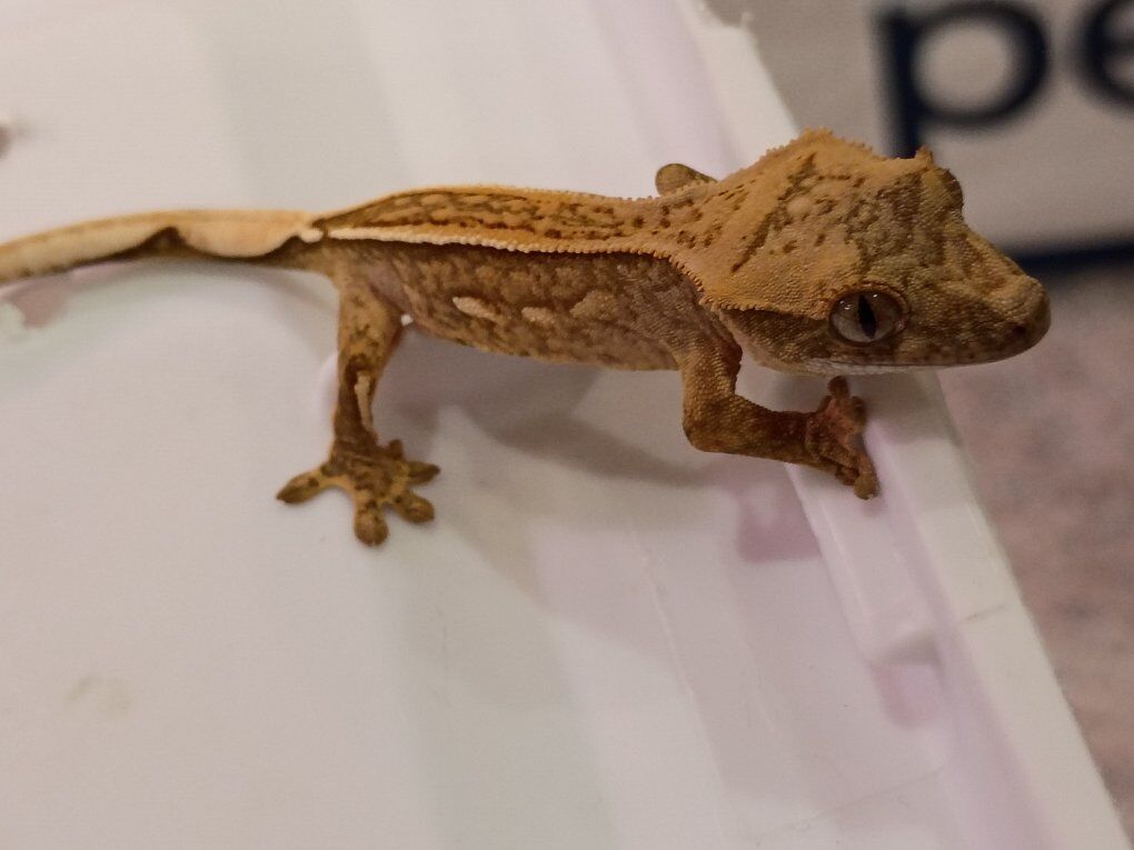 juvenile extreme tricolor pinstripe crested gecko!