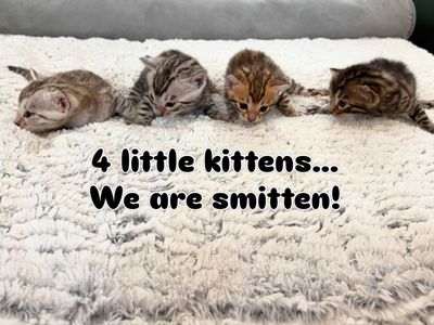 Bengal Kittens