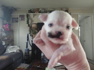 mustache the teacup chihuahua/terrier baby