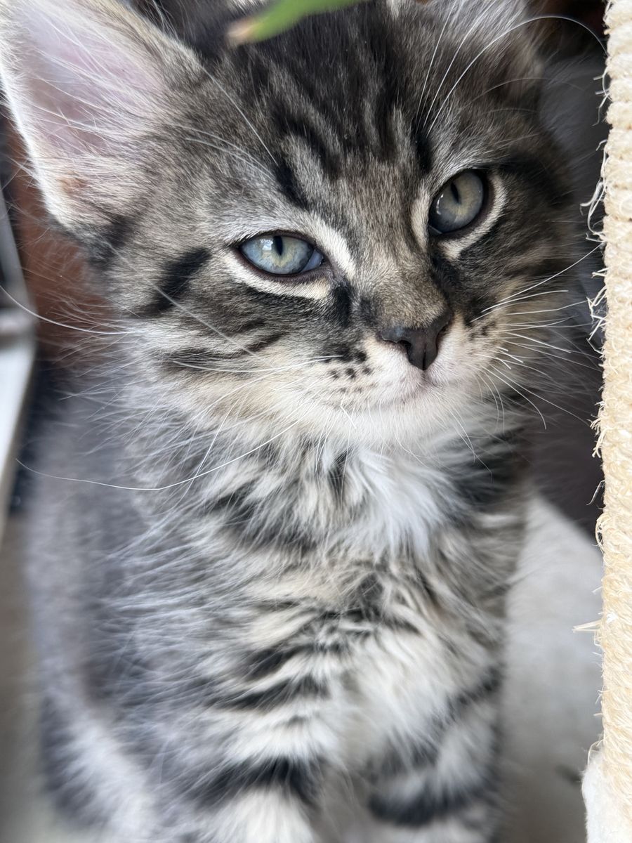 Two Adorable Kittens Looking For their Forever Homes 