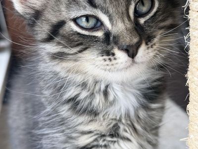Two Adorable Kittens Looking For their Forever Homes