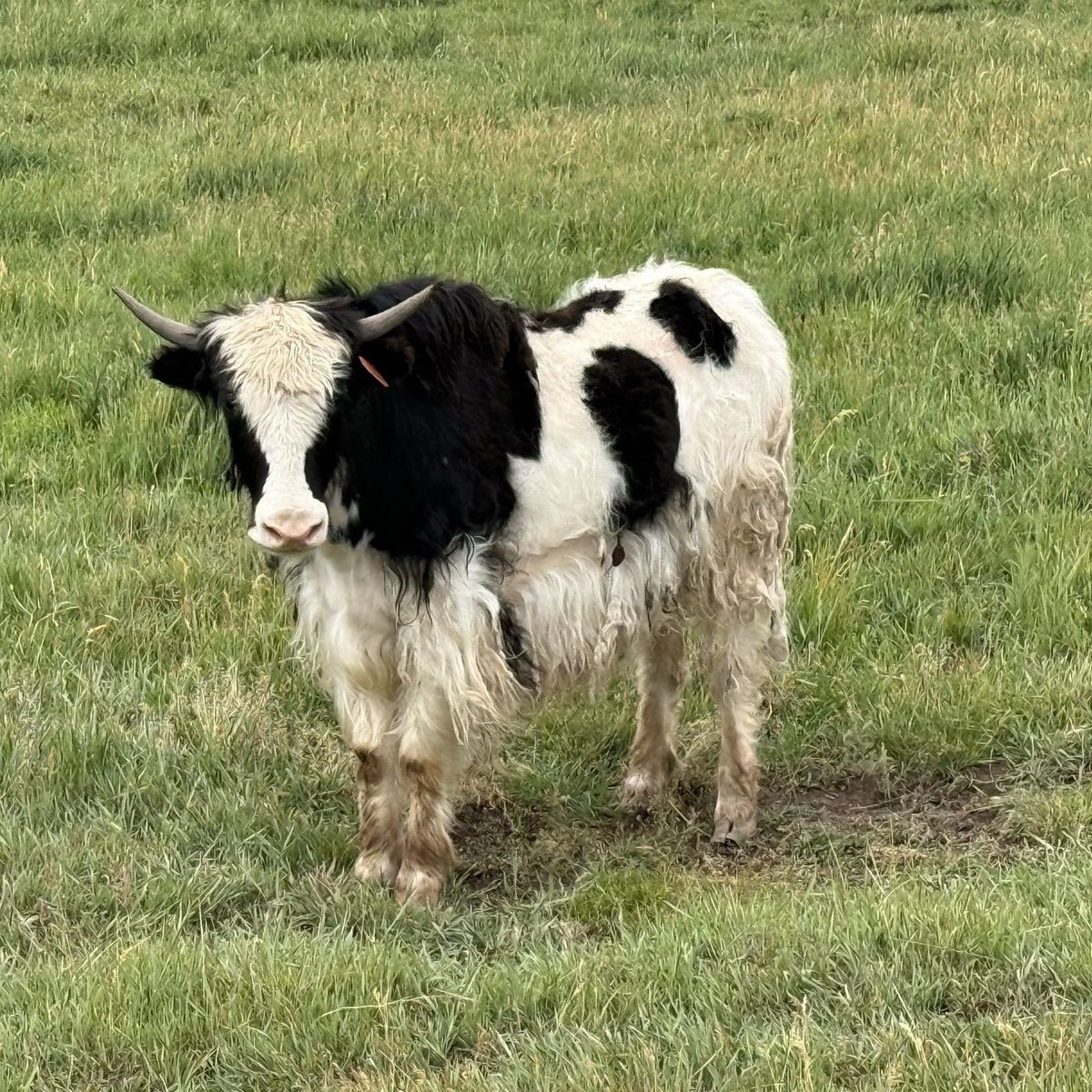 Yak starter herd