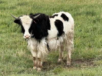 Yak starter herd