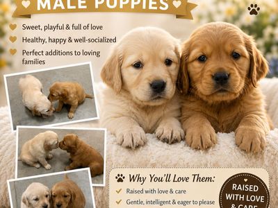 AKC Golden Retrievers