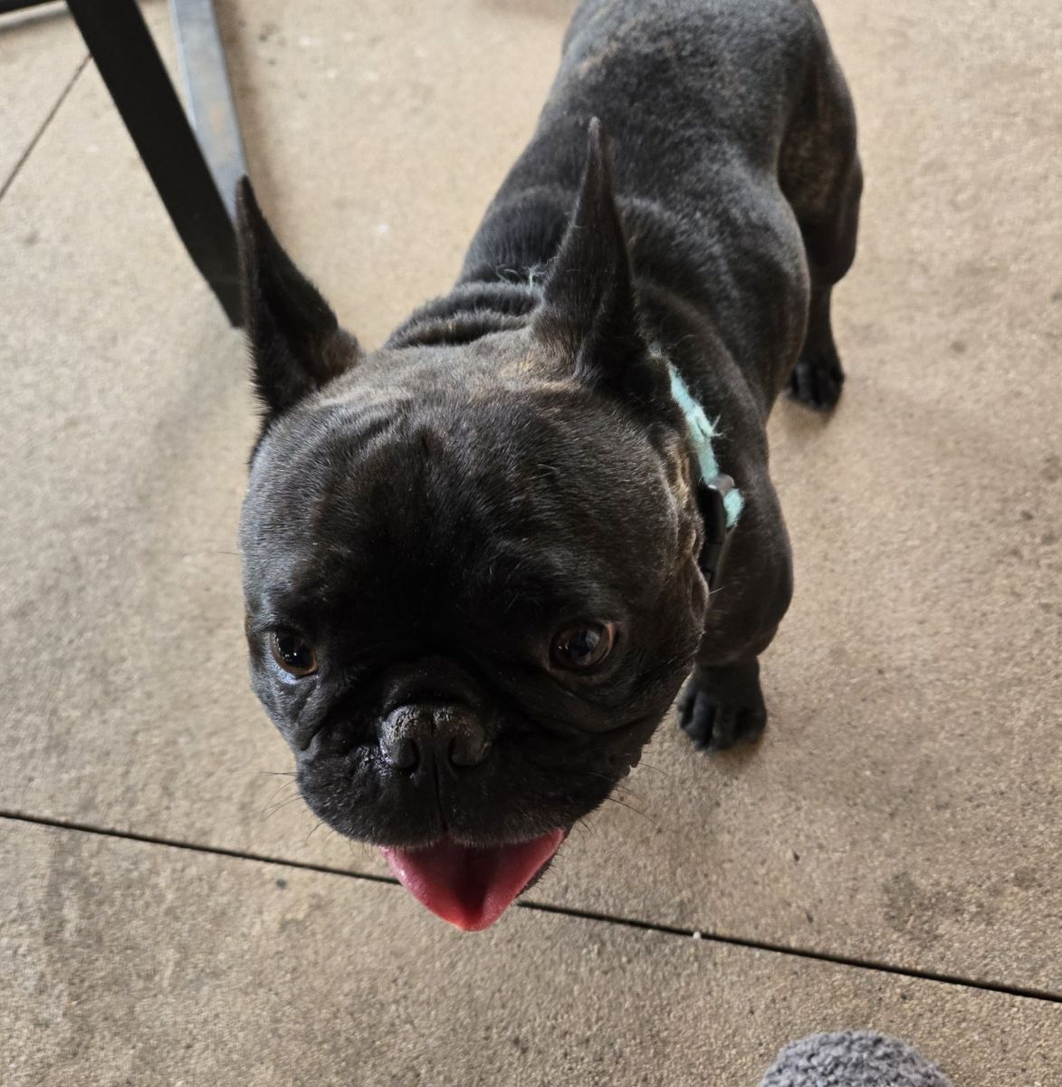 Intact Male Brindle French Bulldog