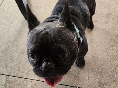 Intact Male Brindle French Bulldog