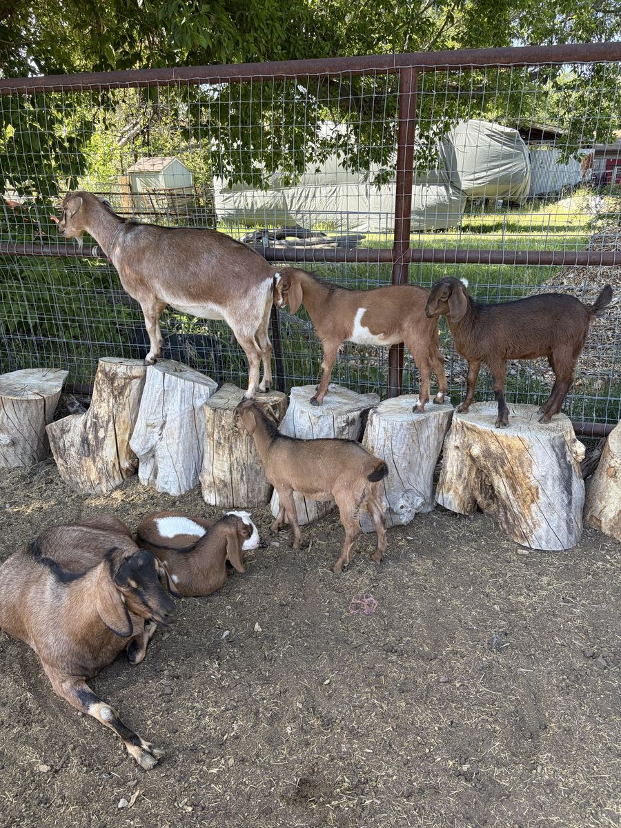 Mini Nubian goats