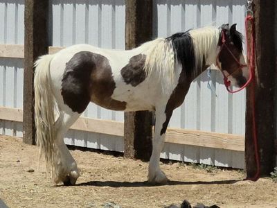 Registered Gypsy x gelding 2yr