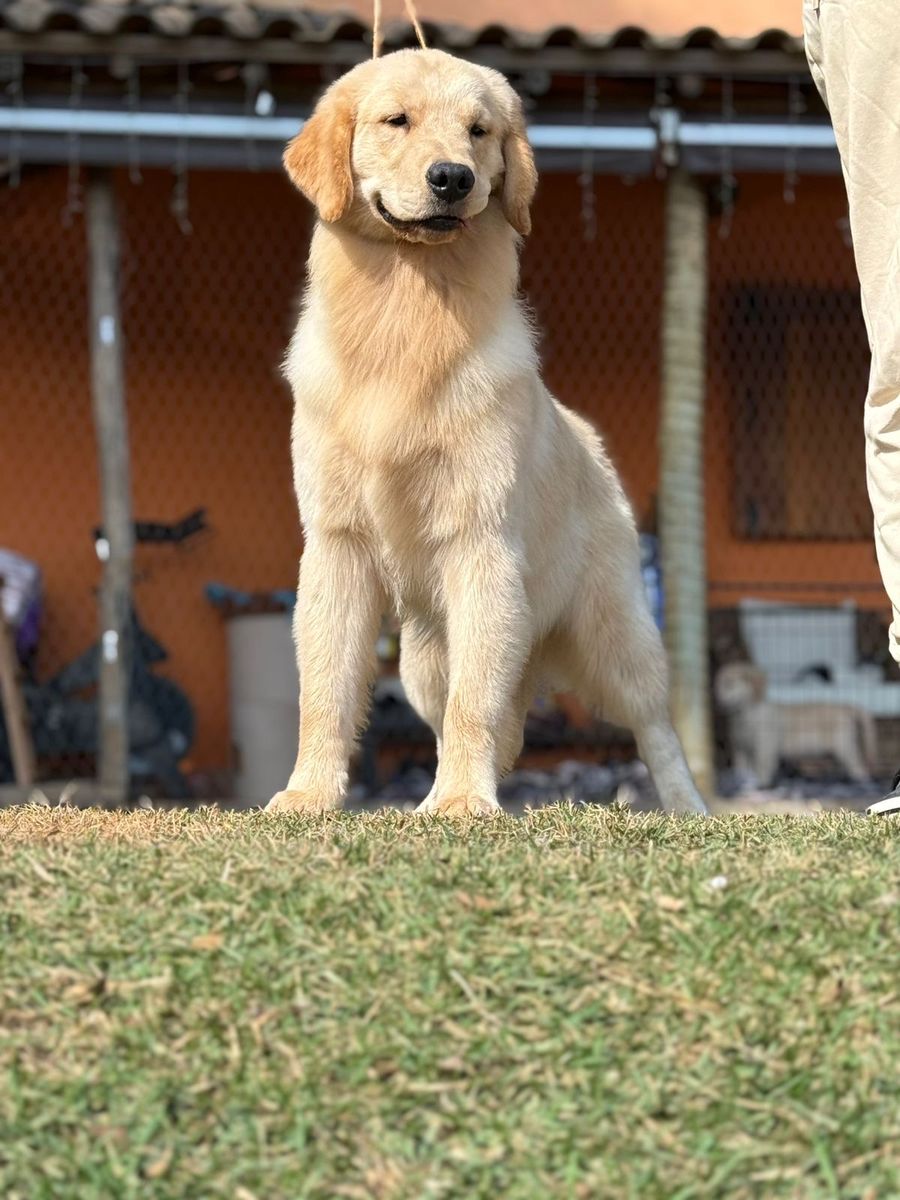 Beautiful Imported Male Golden Retriever – Full Registration Available