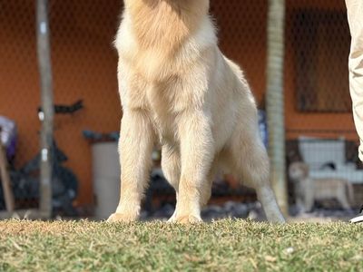 Beautiful Imported Male Golden Retriever – Full Registration Available