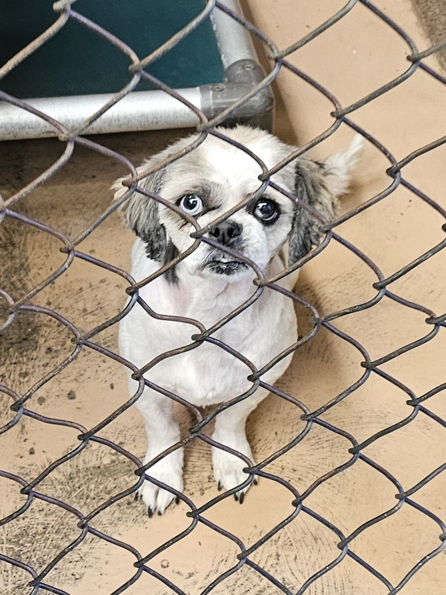 Pigtails, 5 year old shih tzu mix