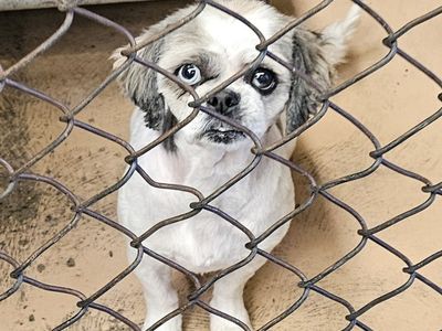 Pigtails, 5 year old shih tzu mix