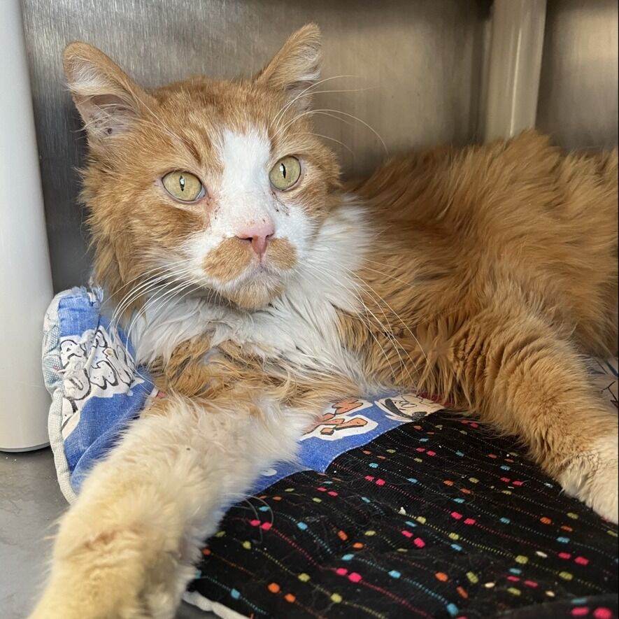 Hello my name is Sonic