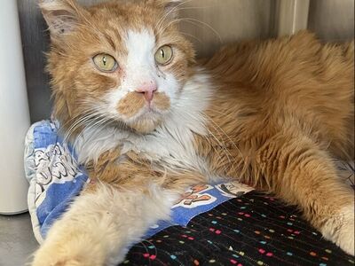 Hello my name is Sonic